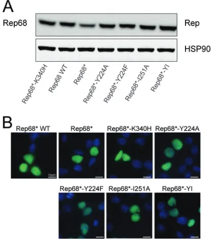 FIG 3 The interface mutants are stable and localize to the nucleus. (A) WTRep68 or Rep68 mutants were transfected in 293T cells and tested for expres-sion levels by Western blotting at 36 h posttransfection
