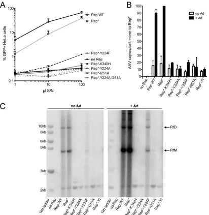 TABLE 1 Binding constants of Rep68* and interface mutants on AAVS1and p5 RBS-containing DNA