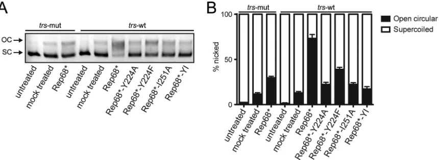 FIG 5 Comparison of the helicase activity of the interface mutants. The abilityof the Rep68 interface mutants to unwind a ﬂuorescein-labeled heteroduplexDNA substrate was assayed