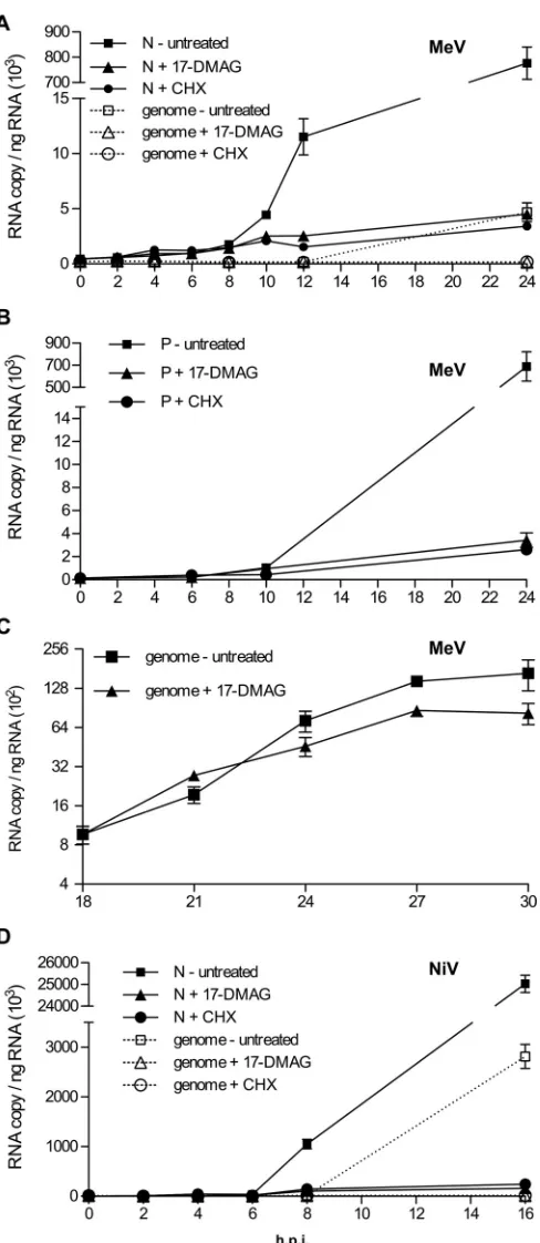 FIG 9 Once made, MeV and NiV polymerases remain functional in the ab-sence of HSP90 activity