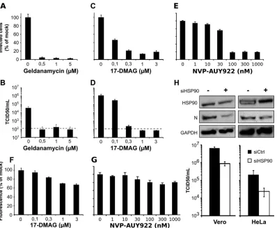 FIG 1 HSP90 activity is required for efﬁcient growth of MeV. (A to E) Inhibition of HSP90 activity with geldanamycin, 17-DMAG, or NVP-AUY922 abolishesMeV growth