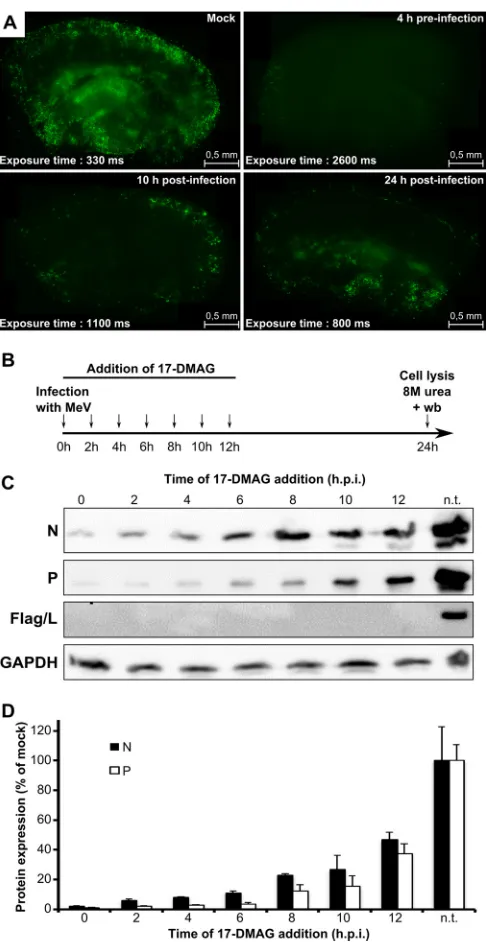 FIG 2 HSP90 activity is required at a postentry step and for viral propagation.(A) Inhibition of HSP90 activity with 17-DMAG blocks ongoing MeV propa-gation in ex vivo mouse brain explants