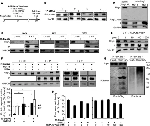 FIG 3 Requirement of HSP90 activity for the production of stable P�L polymerase complexes