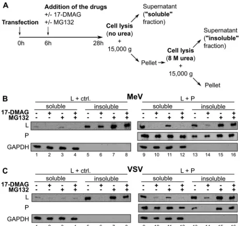 FIG 4 L and P proteins associate into soluble complexes in the presence ofuble and insoluble fractions from BSR-T7 cells cotransfected with L and acontrol (ctrl.) plasmid (left) or a P plasmid (right)