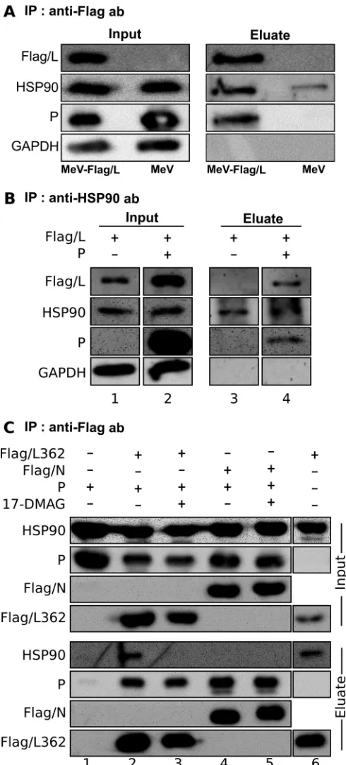 FIG 6 HSP90 is coimmunoprecipitated with P and L from infected and trans-fected cells but is dispensable for the stability of P-L362 complexes