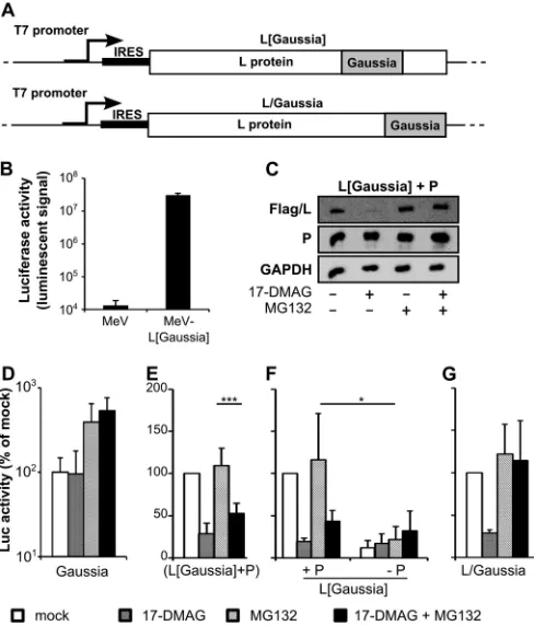 FIG 7 Enzymatic activity from MeV L[DMAG. (E, F) Luciferase activity from the L[inhibition of the proteasome by MG132 in the absence or presence of 17-Gaussia] and L/Gaussia hybrid mole-cules conﬁrms that stable L folding is dependent on HSP90 activity