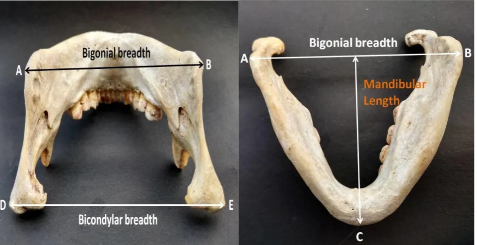 Figure 2: Bigonial breadth and mandibular length 