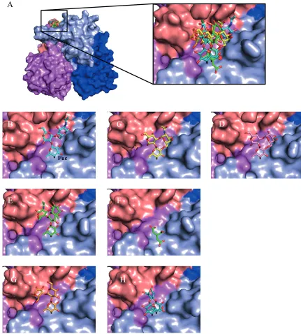 FIG 1 Surface representation of GII.10 norovirus P domain in complex with HBGAs, HMOs, and citrate
