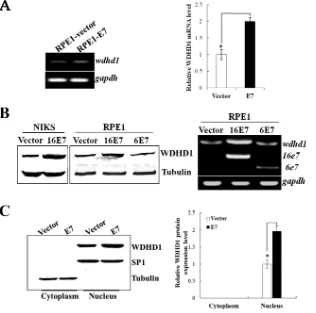 FIG 4 Upregulation and nuclear localization of WDHD1 in E7-expressing cells. (A) WDHD1 mRNA levels in RPE1 cells determined by real-time PCR analysis.(B) WDHD1 protein levels in RPE1 and NIKS cells expressing E7 or vector examined by Western blotting (left