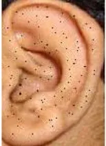 Figure II Proposed ear recognition system   
