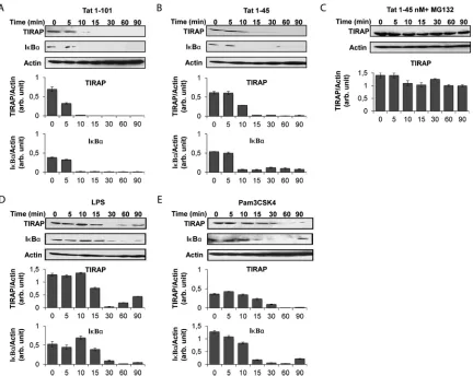 FIG 4 HIV-1 Tat protein leads to time-dependent and proteasome-dependent TIRAP/MAL degradation via its N-terminal domain