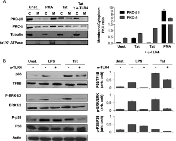 FIG 6 HIV-1 Tat protein activates NF-for TLR4 pathway activation, and PMA (100 ng/ml) was used as a positive control for PKC activation
