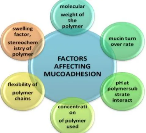 Fig. 5: Factors affecting the Mucoadhesion through various  physiological factors  