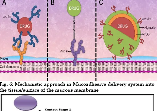 Fig. 6: Mechanistic approach in Mucoadhesive delivery system into the tissue/surface of the mucous membrane 