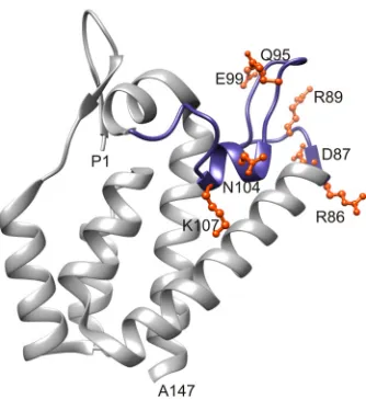 FIG 1 The ﬂexible-loop region in the RSV CA N-terminal domain. The crystalstructure of the RSV CA N-terminal domain (PDB 1EM9) is shown with theﬂexible loop highlighted in blue