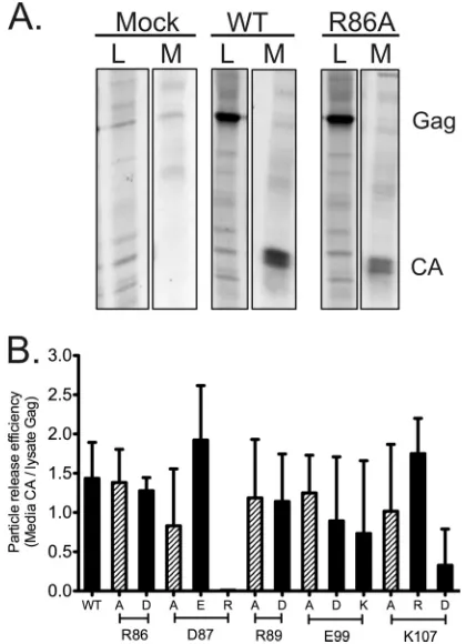 FIG 3 Detection of virus release for wild-type virus and FL mutant viruses. (A)Representative data for Gag/CA release and processing in mock-, WT-, andR86A-transfected QT6 cells