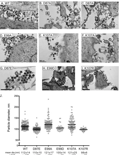 FIG 4 Representative electron micrographs of thin sections of QT6 cells transfected at 37°C with WT or mutant proviral plasmids