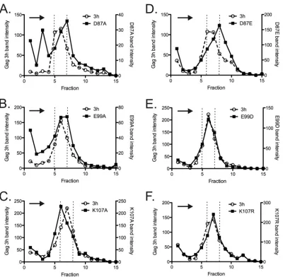 FIG 6 Electron micrographs of negatively stained, in vitro-assembled WT(�MBD�PR) Gag protein and three FL mutant variants