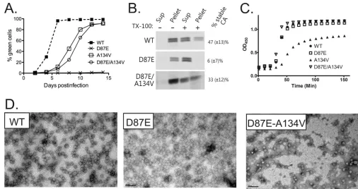 FIG 8 Characterization of an A134V suppressor of the D87E mutation in virus and in vitro CA assembly