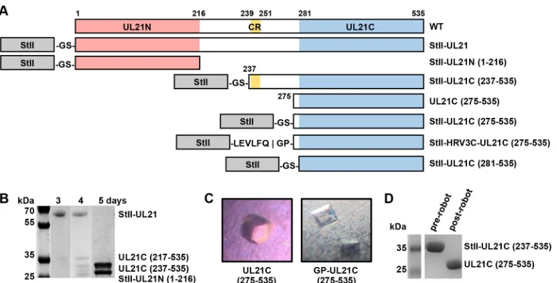 FIG 1 Expression of UL21 constructs. (A) Linear diagrams of the predicted secondary structure and domains of UL21