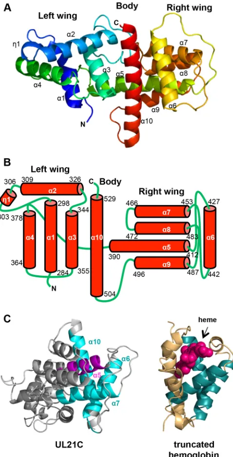 FIG 2 The structure of HSV-1 UL21C resembles a dragonﬂy. (A) Ribbonrepresentation of the crystal structure of UL21C