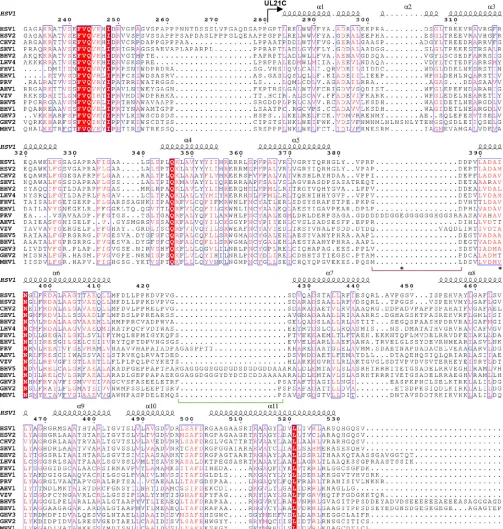 FIG 3 Sequence conservation in UL21C. Shown is a multiple-sequence alignment of UL21 homologs from 16 alphaherpesviruses