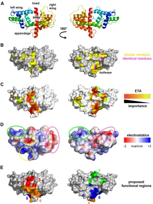 FIG 6 Surface analysis of the structure of UL21C. UL21C is shown in two orientations that are related by a 180° rotation around the vertical axis