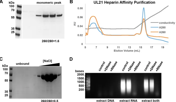 TABLE 3 Isoelectric points of UL16 and UL21 sequences from 16alphaherpesviruses