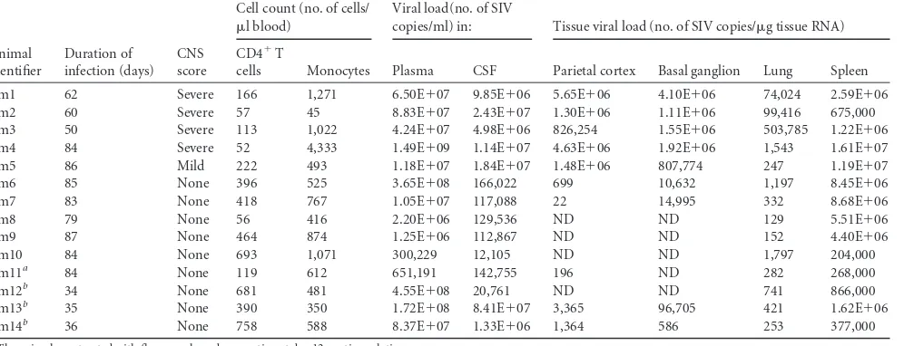 TABLE 1 Detailed characterization of the SIV-infected macaques used in the studyc