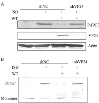 FIG 2 VP24 inhibits the activation of IFN-ments. (A to D) VP24-Flag plasmid was cotransfected into HEK 293T cellswith a NF-(200 ng) (B and D) with cGAS (15 ng) and a minimal amount of STING (2.5ng) plasmid or a large amount of STING plasmid (200 ng), respe