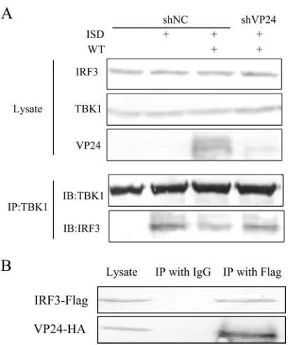 FIG 5 VP24 prevents the interaction between endogenous TBK1 and IRF3during HSV-1 infection by interacting with IRF3