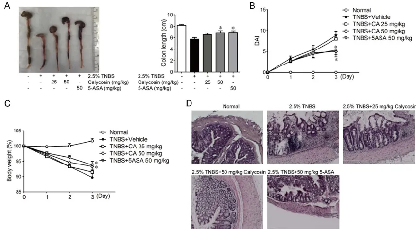 Figure 4. Calycosin attenuates TNBS-induced intestinal injury in mice. The morphology of colon and its length on day 3 in each group (A)