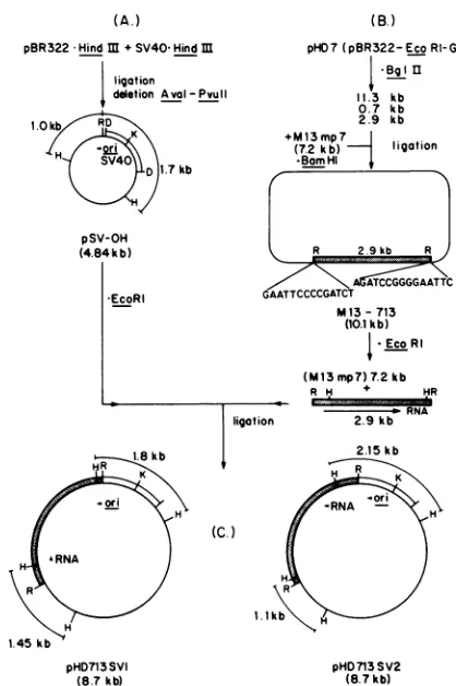 FIG. 2.digestion((A)fromthetivetheDNA.M13-713DNA.sites Derivation of plasmids pHD713SV1 and pHD713SV2