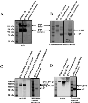 FIG 7 Western blotting and SDS-PAGE for gH/gL, gH/gL/UL116, and gH/UL116 transfections