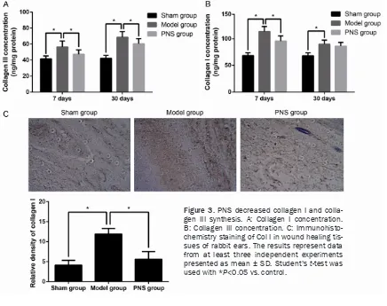 Figure 3. PNS decreased collagen I and colla-gen III synthesis. A: Collagen I concentration