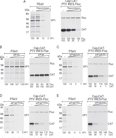 FIG 2 PSaV translation is inhibited by hippuristanol and eIF4A dominant-negative mutants