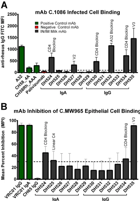 FIG 7 Vaccine-elicited Env-speciﬁc MAbs from breast milk B cells bind in-
