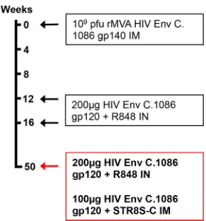 FIG 1 Combined i.n./i.m. HIV-1 Env vaccine regimen. Lactation was hor-monally induced in four female rhesus macaques prior to weeks 0, 12, and 50so that milk samples could be collected at each time point