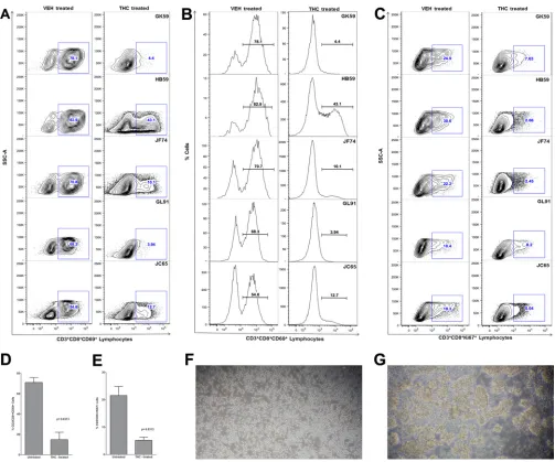 FIG 8 THC inhibits CD8stimulation is evidenced by the absence of cellular clumps (F) compared to cells treated with vehicle (DMSO) (G)