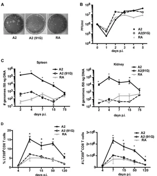 FIG 1 E-to-G substitution at position 91 of VP1 limits viral spread and the magnitude of the MPyV-speciﬁc CD8 T cell response