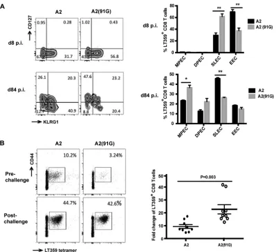 FIG 3 A2(91G) infection-recruited CD8 T cells exhibit a skewed CD127(right) pre- versus postchallenge fold expansion, with each dot corresponding to an individual mouse and horizontal lines indicating meanscollected from two independent experiments (hi KLR