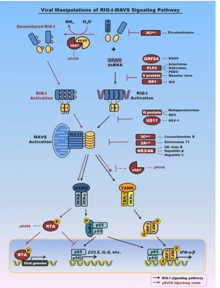 FIG 1 Summary of viral factors that interfere with or hijack RIG-I-mediated innate immune signaling