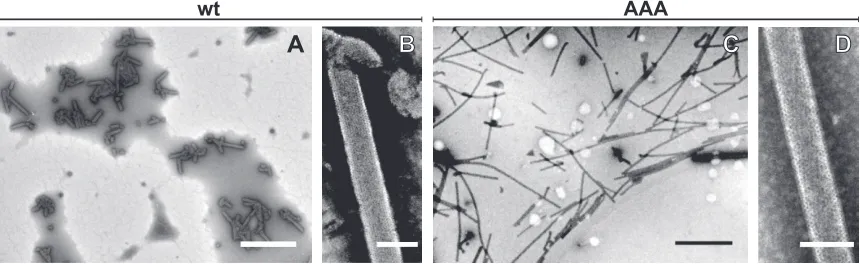 FIG 1 TEM analysis of negatively stained in vitro assembled M-PMV particles. wt �ProCANC (A and B) and RKK/AAA mutant �ProCANC (C and D) particlesassembled in vitro under reducing conditions in the presence of � phage DNA