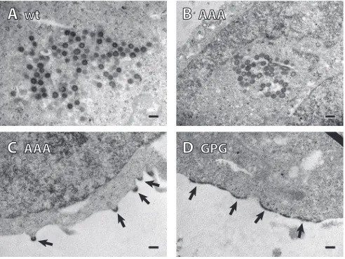 FIG 5 Synthesis, release, and processing of M-PMV wild-type and RKK mutants. The HEK 293T cells were transfected with wt, RKK/AAA, and RKK/GPGmutant proviral DNAs