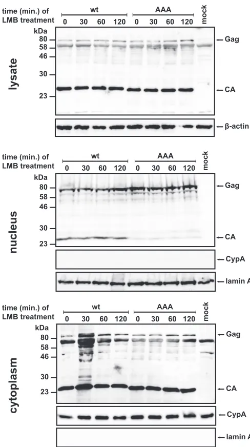FIG 8 Western blot analysis of LMB-treated transfected HEK 293T cells. At 24h posttransfection of the HEK 293T cells with the wild-type or RKK/AAAmutant M-PMV proviral constructs, LMB at a ﬁnal concentration of 20 nMwas added to the cells
