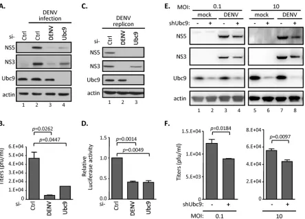 FIG 1 Silencing SUMO E2 enzyme Ubc9 represses DENV replication. (A and B) A549 cells were transfected with the indicated siRNAs for 48 h and then infectedwith DENV serotype 2 (MOI of 0.1) for another 48 h