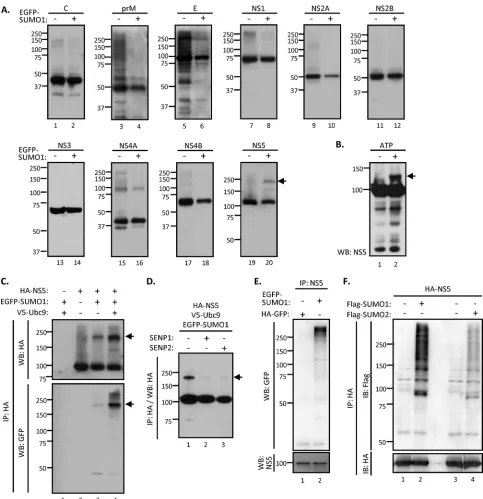FIG 2 DENV NS5 protein is a target for SUMO modiﬁcation. (A) HEK293T cells were cotransfected with Ubc9 and each HA-tagged DENV viral protein, withor without EGFP-tagged SUMO1, for 48 h