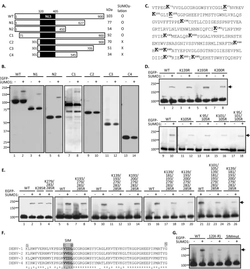 FIG 3 Putative SUMO-interacting motif (SIM) located in the N-terminal domain of NS5 is crucial for NS5 SUMOylation