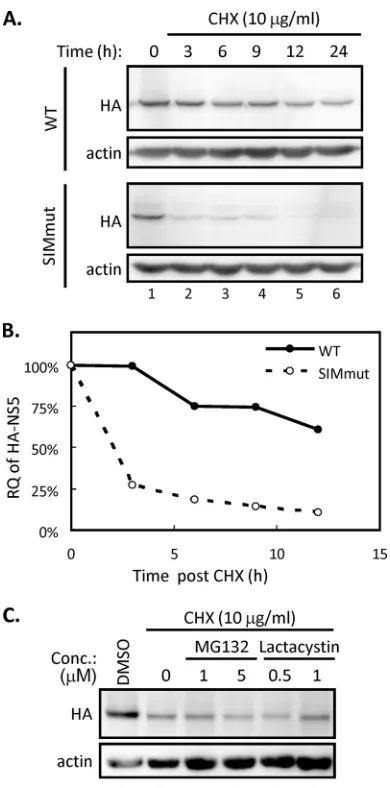 FIG 5 SUMOylation regulates the stability of NS5. (A and B) BHK-21 cellswere transfected with WT or SIM-mutated NS5 for 24 h and then treated withcycloheximide (CHX)