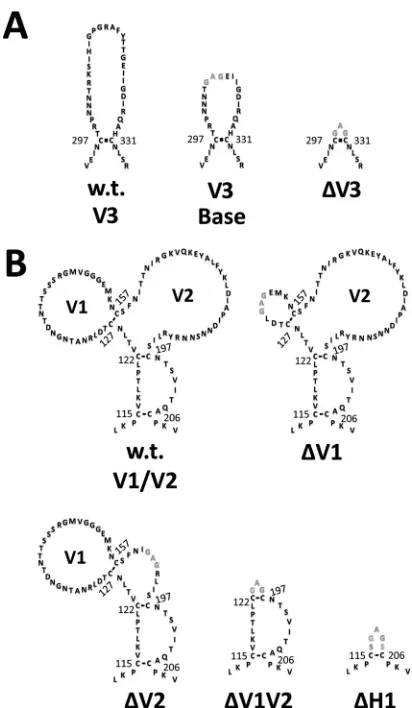 FIG 3 Schematic of the wt and modiﬁed forms of the gp120 V1/V2 and V3loops. The sequences of wt and modiﬁed V3 (A) and V1/V2 (B) loops areshown with disulﬁde bonds depicted as black lines